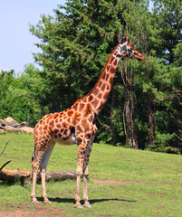 The giraffe (Giraffa camelopardalis) is an African even-toed ungulate mammal, the tallest of all extant land-living animal species, and the largest 