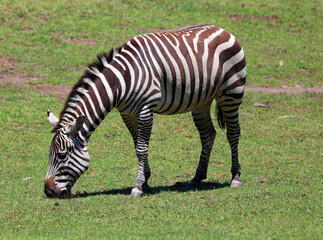 Burchell's zebra is a southern subspecies of the plains zebra. It is named after the British explorer William John Burchell. Common names include bontequagga, Damara zebra and Zululand zebra 