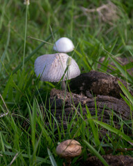 Hongos blancos creciendo en bosta en el campo