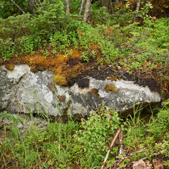 Moss, nature and plants outdoor in woods with grass, environment and rock for wallpaper. Forest, countryside and green leaves on stone for natural growth, ecology and biodiversity with land in Norway