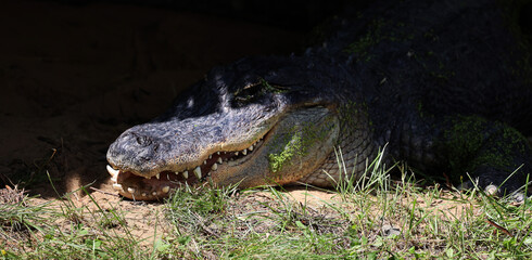 An alligator is a crocodilian in the genus Alligator of the family Alligatoridae. The two living species are the American alligator and the Chinese alligator.