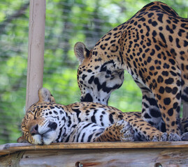 Jaguar is a cat, a feline in the Panthera genus only extant Panthera species native to the...