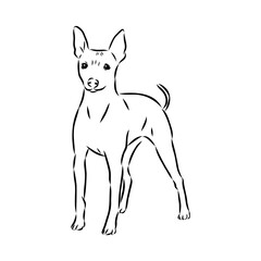 American naked Terrier an American hairless terrier dog American naked terrier vector sketch