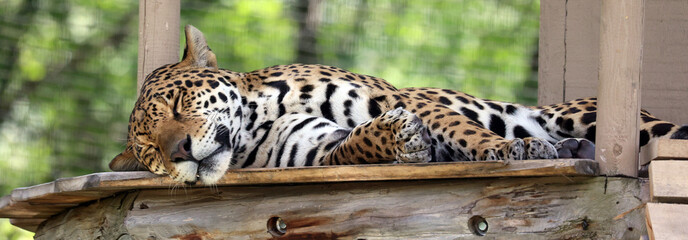 Jaguar is a cat, a feline in the Panthera genus only extant Panthera species native to the Americas. Jaguar is the third-largest feline after the tiger and lion © Daniel Meunier
