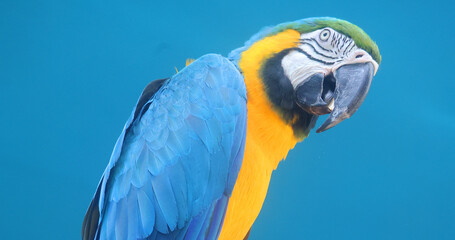 The Blue-and-Yellow Macaw, also known as the Blue-and-Gold Macaw