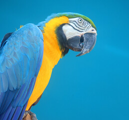 The Blue-and-Yellow Macaw, also known as the Blue-and-Gold Macaw
