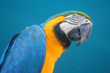 The Blue-and-Yellow Macaw, also known as the Blue-and-Gold Macaw