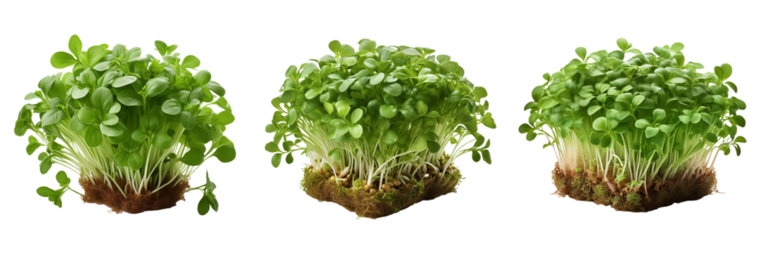 microgreen sprouts isolated on transparent background