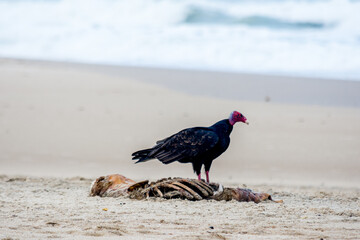 Cuervo cabeza roja buitre comiendo cadaver de lobo marino
