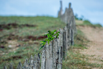 Loros y cotorras posadas en cerco en paisaje costero