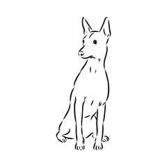 American naked Terrier an American hairless terrier dog American naked terrier vector sketch