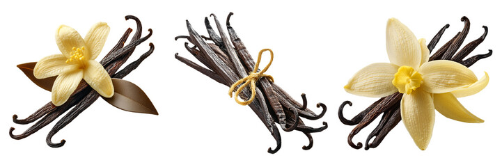 vanilla beans isolated on transparent background