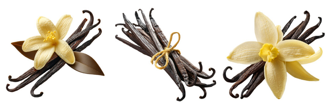 vanilla beans isolated on transparent background