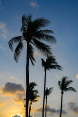 palm trees at sunset