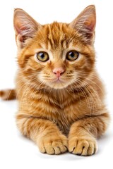 Obraz premium Cute ginger kitten lying on white background
