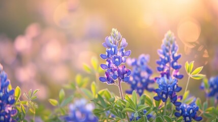 Obraz premium Bluebonnet flowers in full bloom during springtime