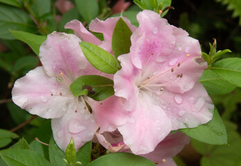 Pink flower in a garden