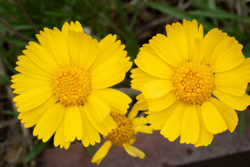 Yellow flower outdoors