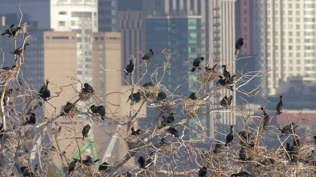 Double crested cormorant colony on tree, Toronto, Canada
