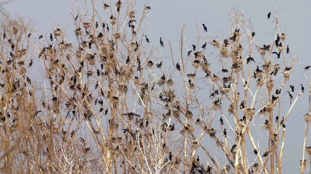 Double crested cormorant colony on tree, Toronto, Canada