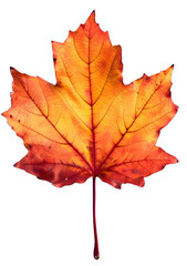 Obraz premium [Transparent Background PNG]Single Orange Maple Leaf on White Background
