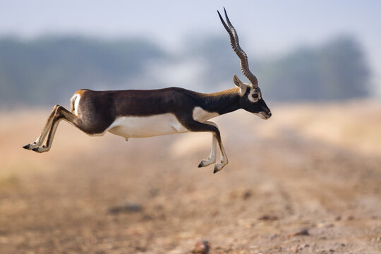 antelope in the desert