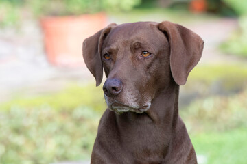 Brown Weimaraner dog profile