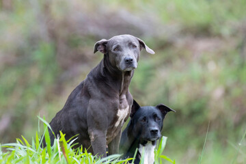Two straight dogs looking at the camera