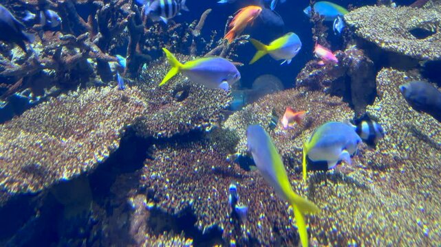 Colorful tropical fish swim in a coral reef