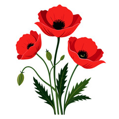 red poppies isolated on white