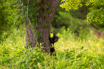 Black bear cub in a tree © Tony Campbell