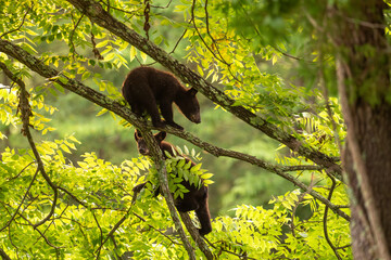 Two black bear cubs in a tree