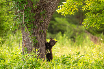Black bear cub in a tree © Tony Campbell