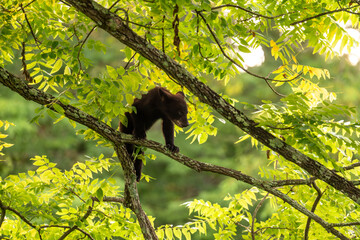 Black bear cub in a tree