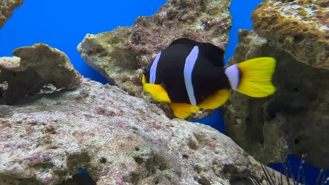 Colorful clownfish swim in a coral reef