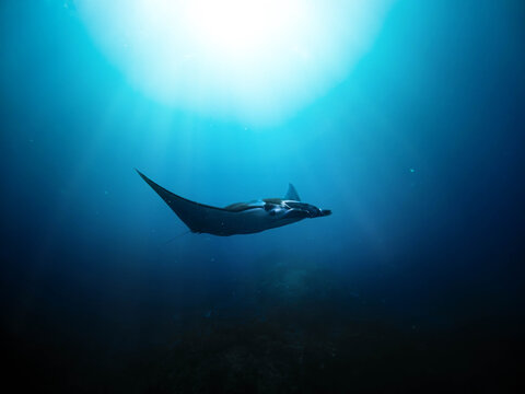 Raie manta qui nage dans l'oc&eacute;an, proche d'un r&eacute;cif de corail, avec un rayon de soleil
