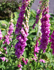 Beautiful bell-shaped purple flowers known as Purple Floxglove or Digitalis purpurea 