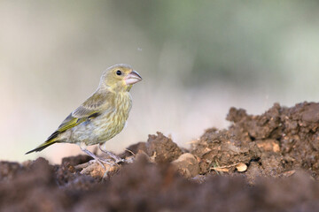 Close-up shot of European greenfinch