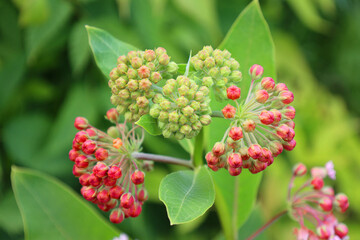 Asclepias is a genus of herbaceous, perennial, flowering plants known as milkweeds, named for their latex, a milky substance containing cardiac glycosides termed cardenolides