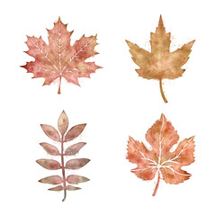 Watercolor autumn leaves isolated with transparency