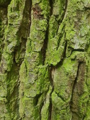 wooden texture, bark photography, close up, minimalistic wall paper design