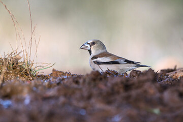 Close-up shot of Hawfinch (Coccothraustes coccothraustes)