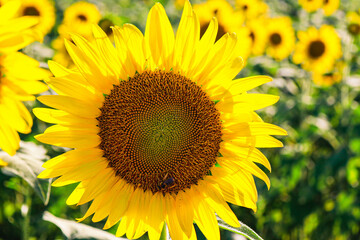 sunflower in the field