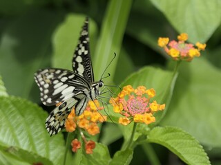 Close-up of a black and white butterfly perched on a vibrant orange and pink flower
