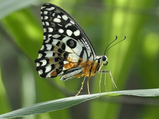 Close-up of a beautiful butterfly perched on a green leaf with blurred background