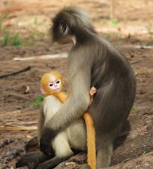 Mother monkey holding her baby in a forest setting, showcasing a tender moment of wildlife