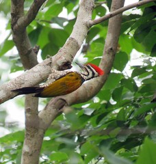 Close-up of a woodpecker perched on a tree branch in a lush green forest