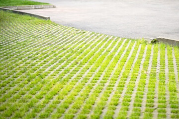 Concrete lawn grate in an ecological parking lot for cars with green grass