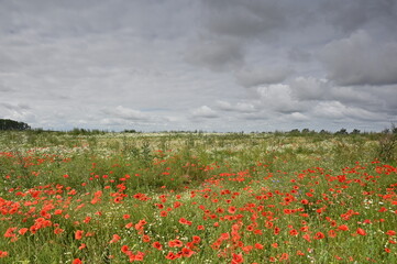 Blühende Brachfläche unter dunklen Gewitterwolken