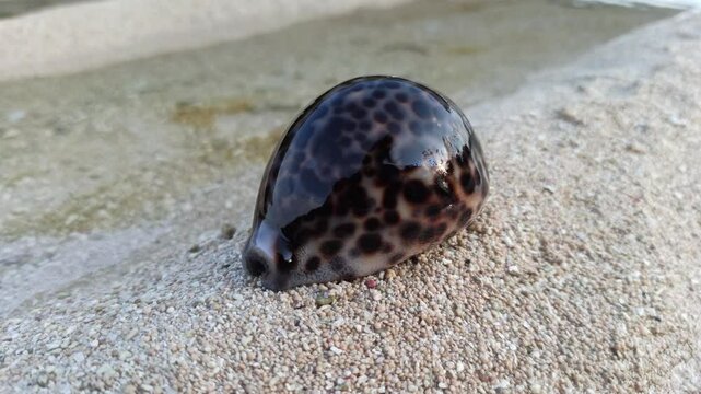 Tiger cowrie seashell on the sand.